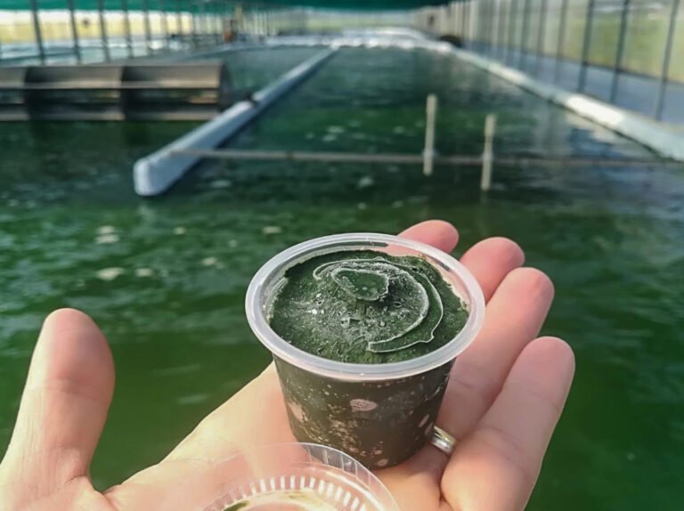 Downstream spirulina congelata